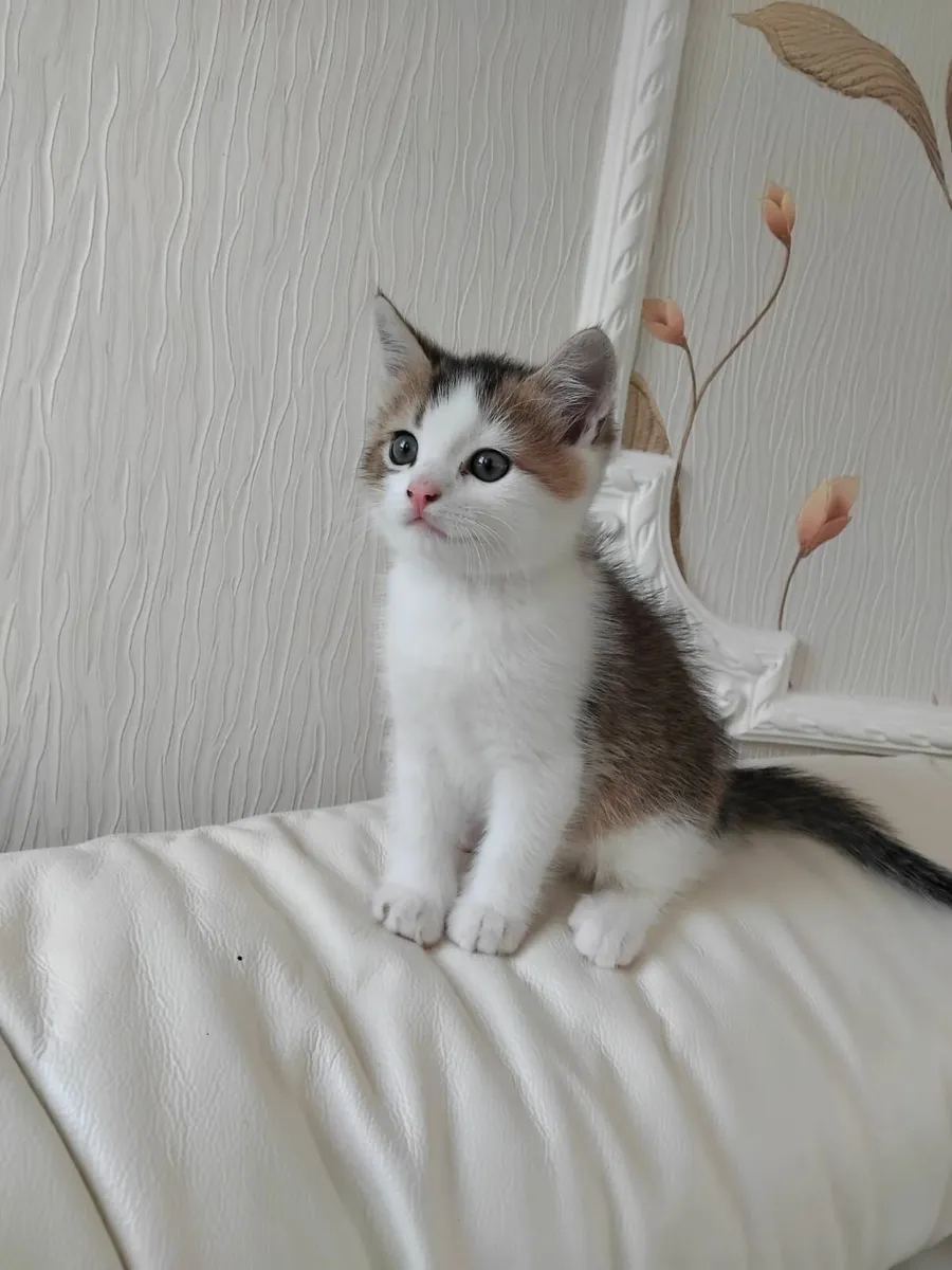 2 Month Old Kitten For Sale - Image 1