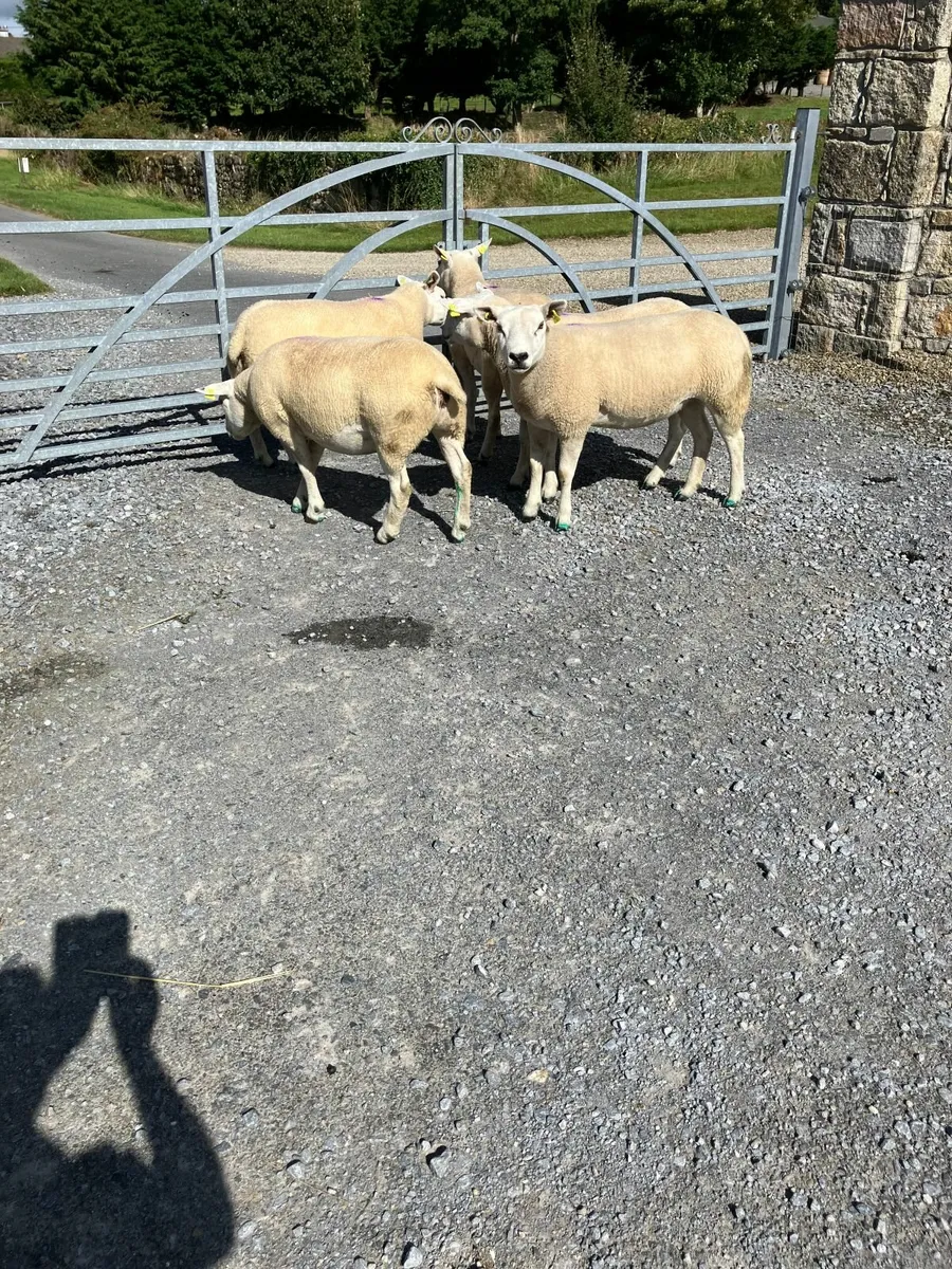 Sheep - Image 1
