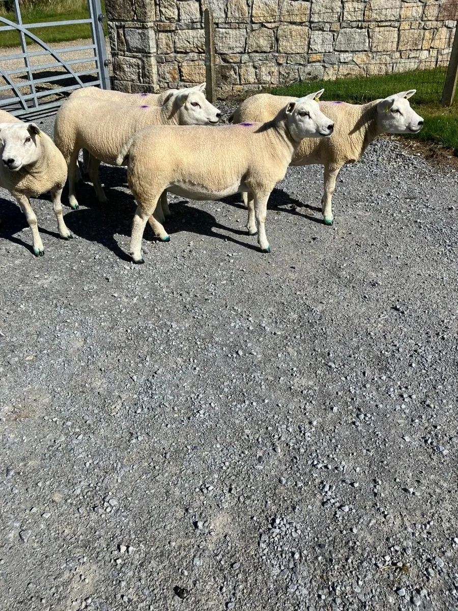 Sheep - Image 2
