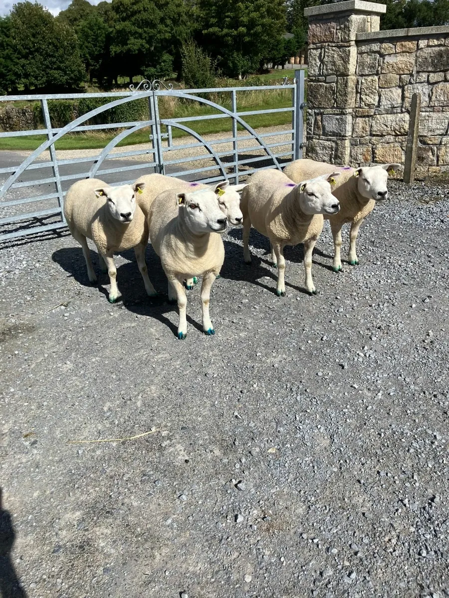 Sheep - Image 3