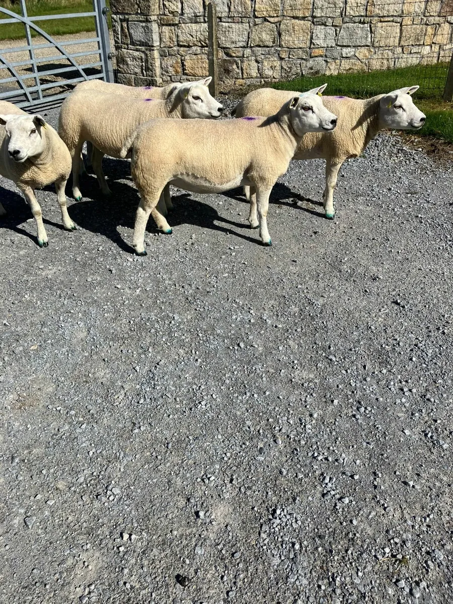 Sheep - Image 4