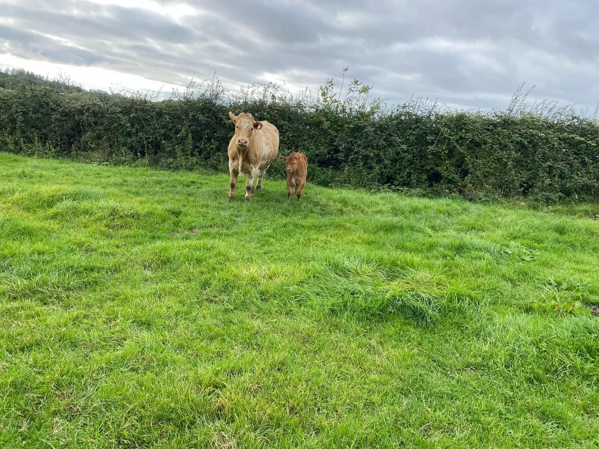 Heifers - Image 1