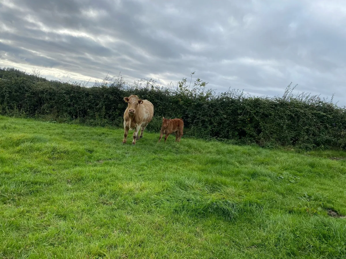 Heifers - Image 2