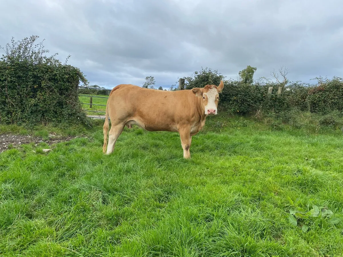 Heifers - Image 3