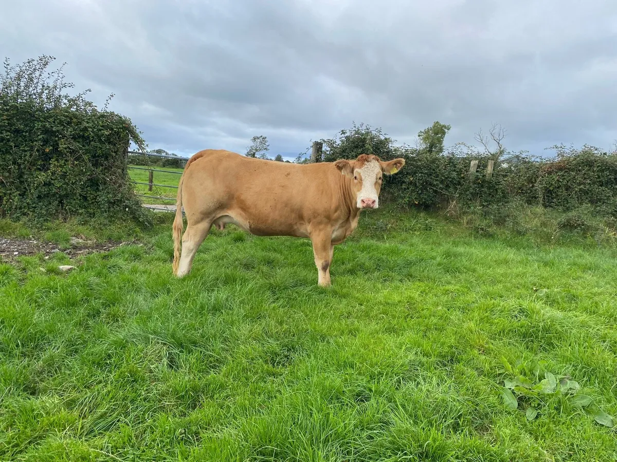 Heifers - Image 4