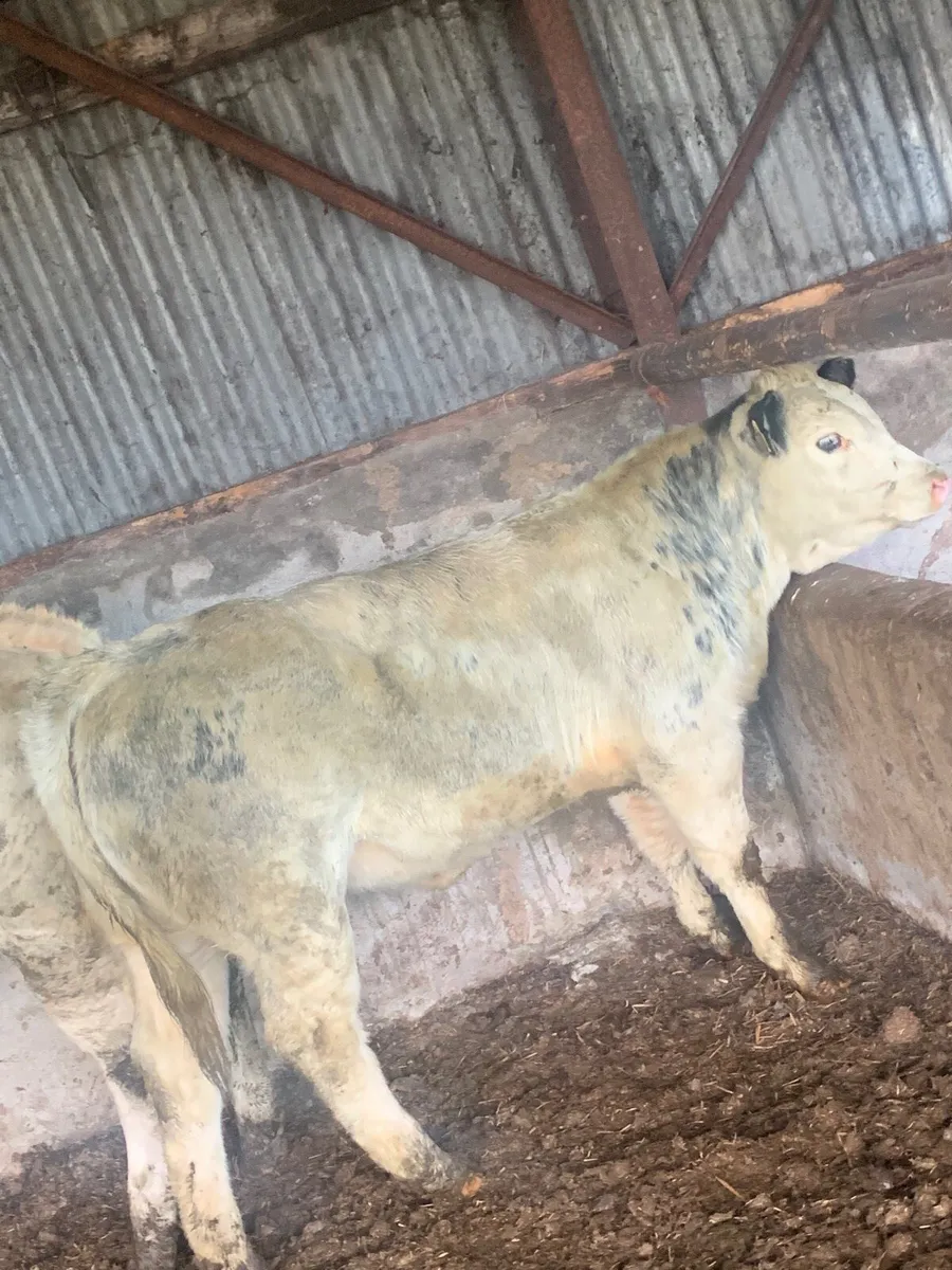 Super 4 ⭐️ genotyped BBX Heifer for sale - Image 2
