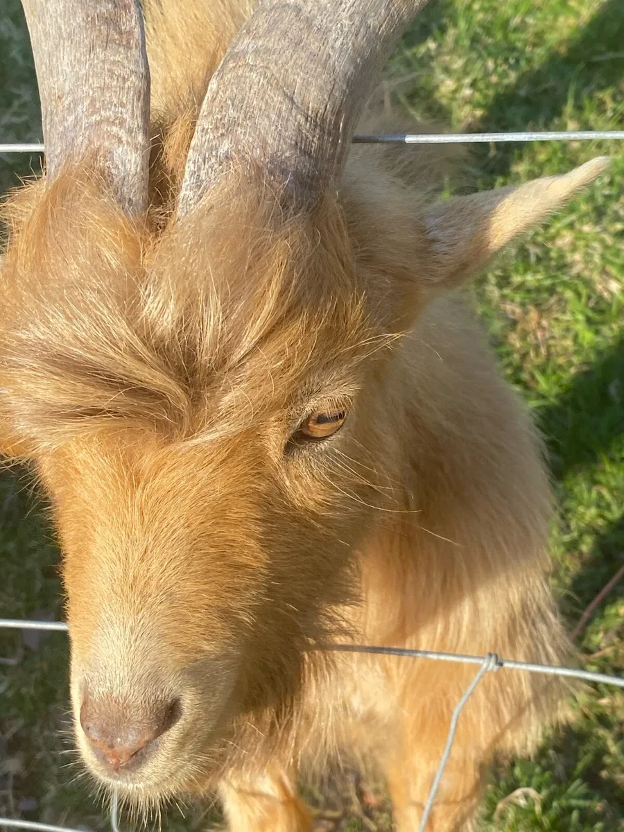 Male Pygmy Goat - Image 2
