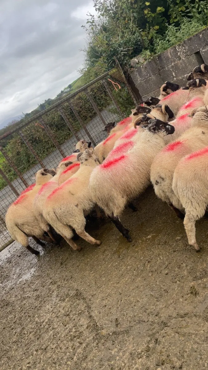 Ram lambs - Image 1