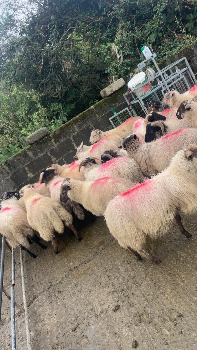 Ram lambs - Image 2