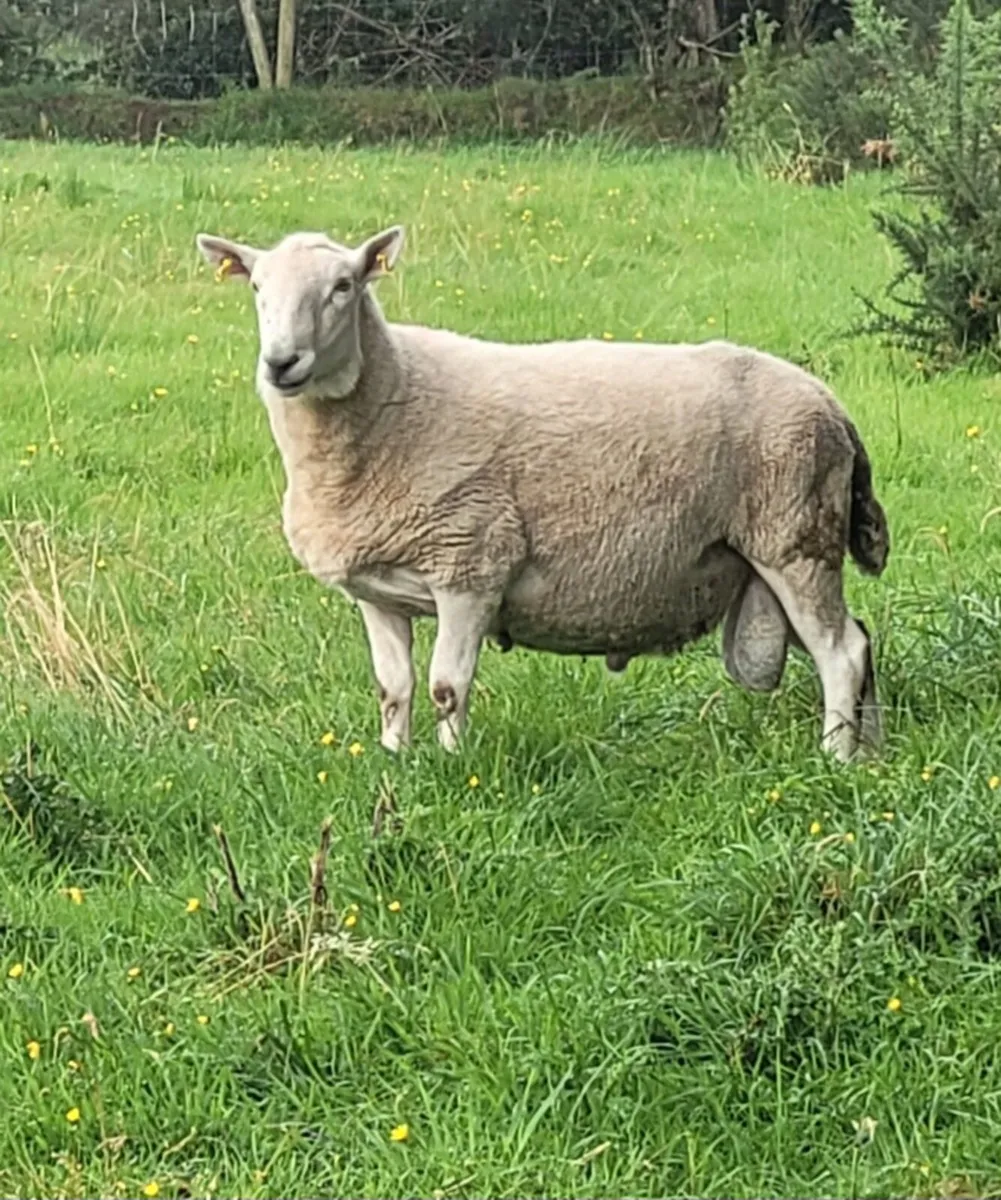 Cheviot Ram - Image 3