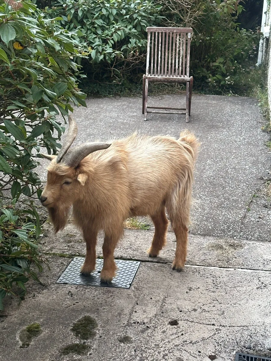 Male Pygmy Goat - Image 3