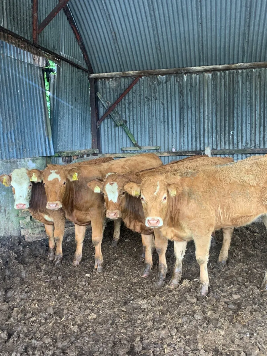 4 Super Quality LMX breeding heufers - Image 2