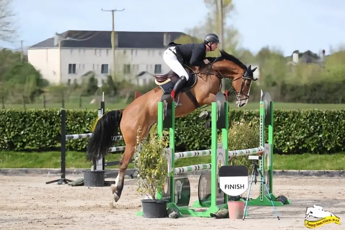 ✨️6yo Vivant gelding ✨️ - Image 1