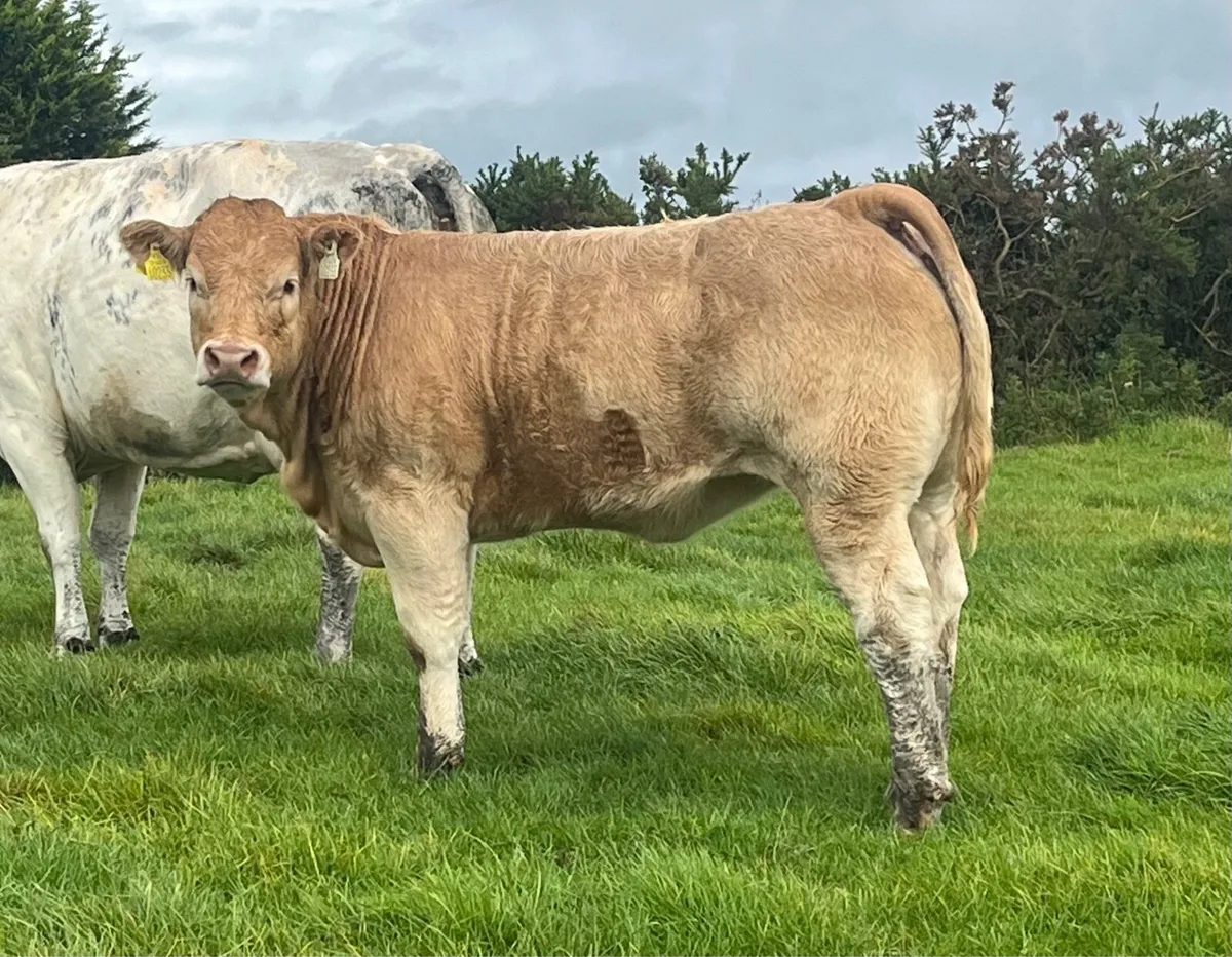 Weanlings Elphin mart Monday September 1st - Image 1