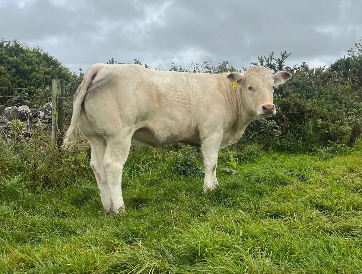 Weanlings Elphin mart Monday September 1st - Image 2