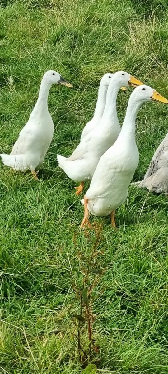 Calls, indians, farmyard and Roosters - Image 2