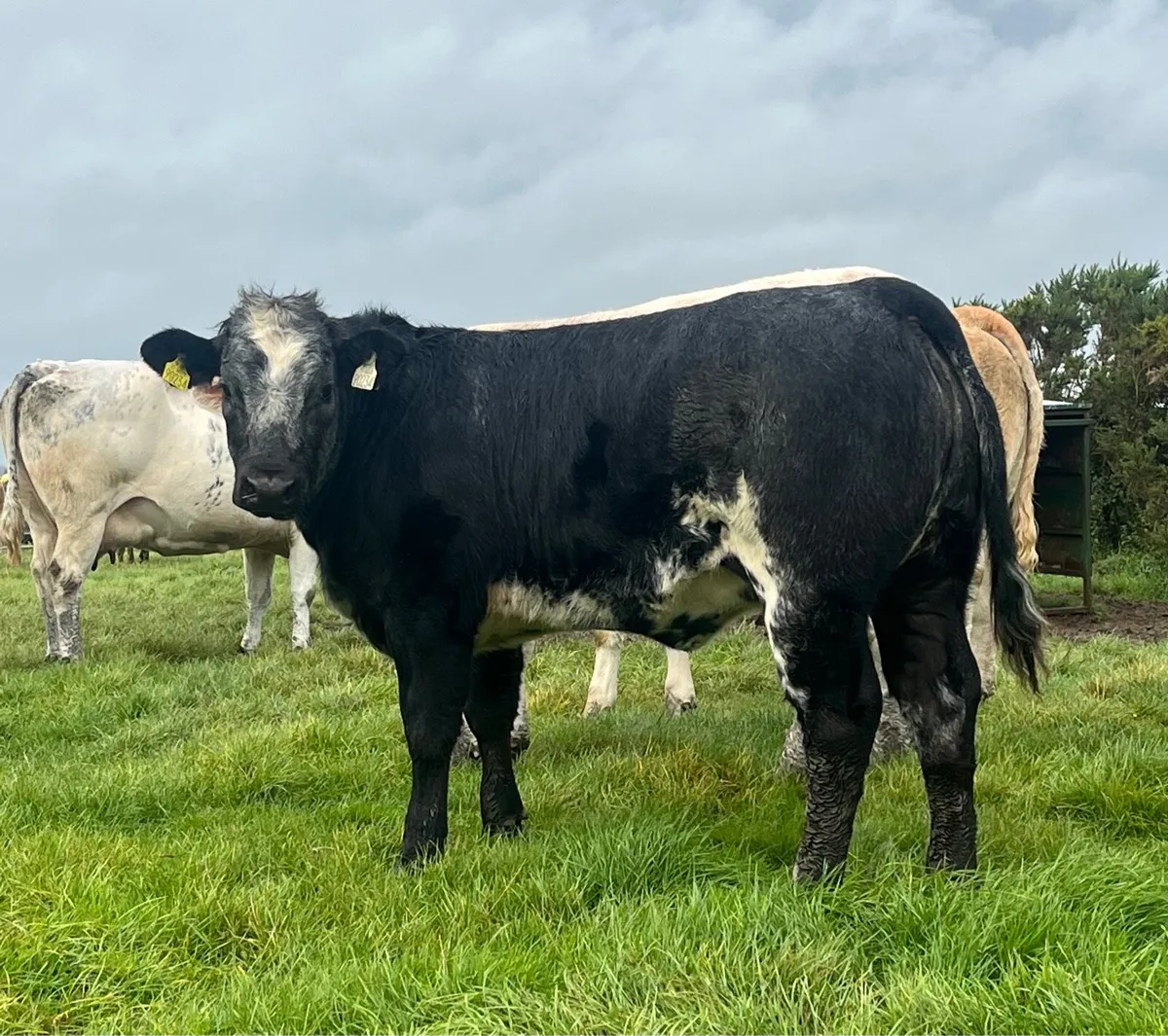 Weanlings Elphin mart Monday September 1st - Image 3