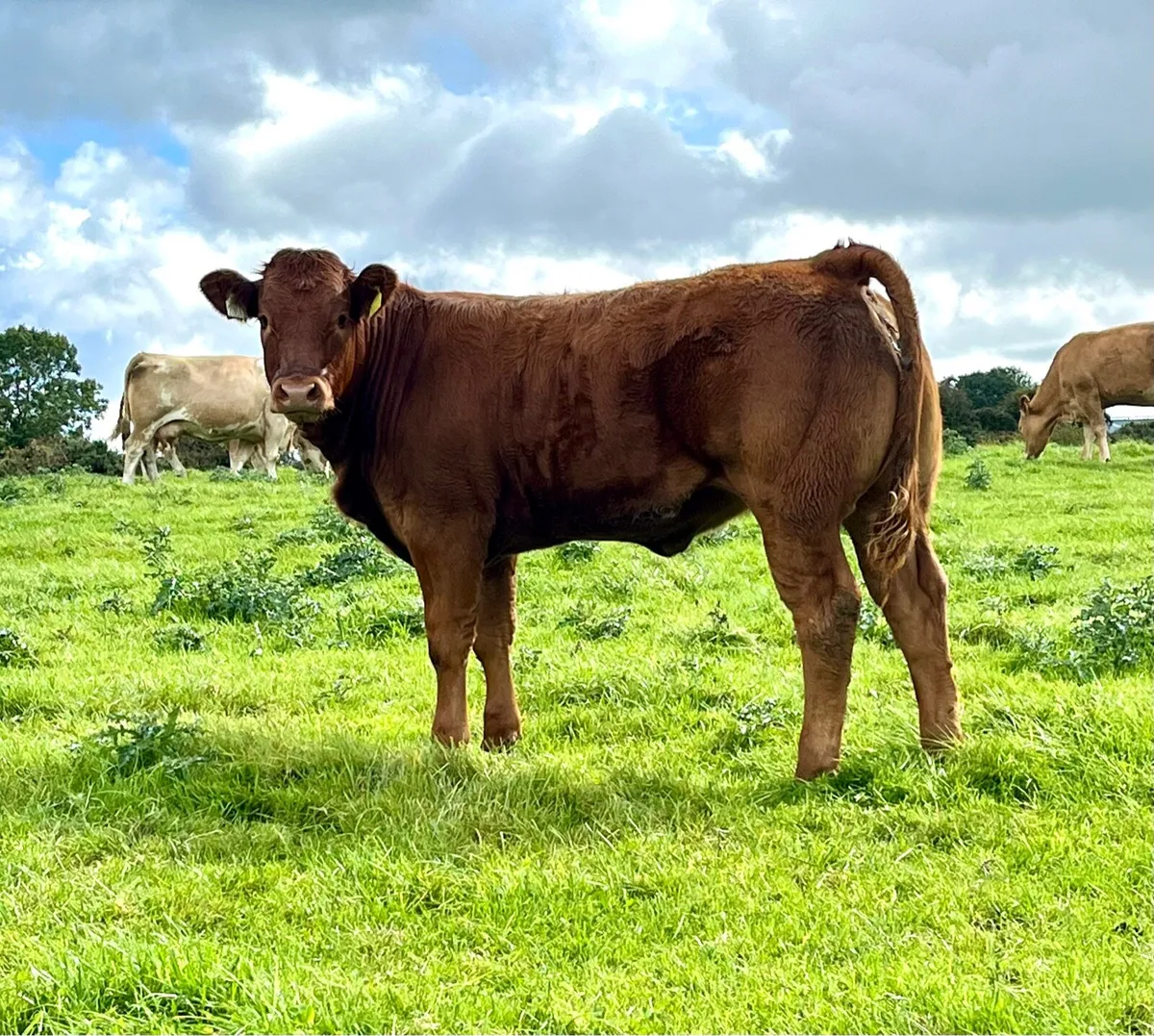 Weanlings Elphin mart Monday September 1st - Image 4