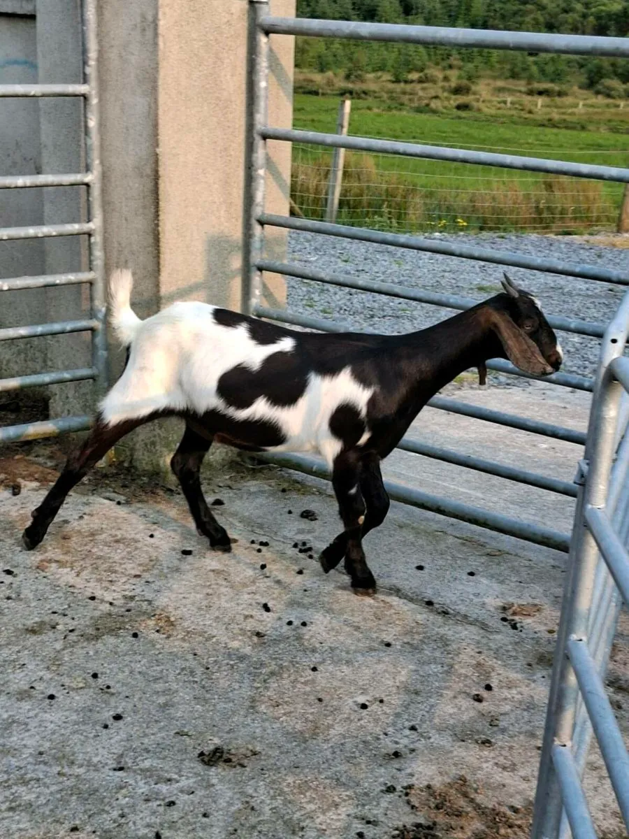 Goats - Image 2