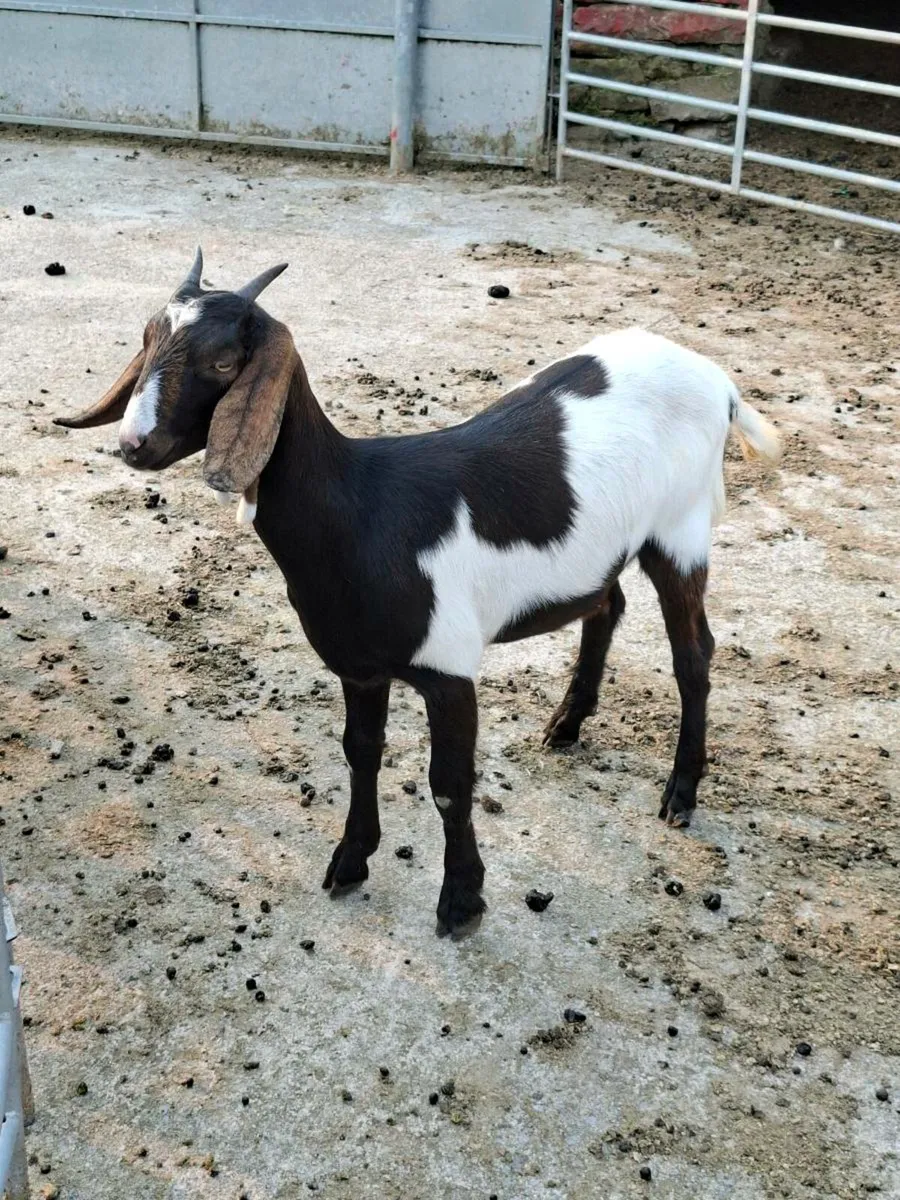 Goats - Image 3
