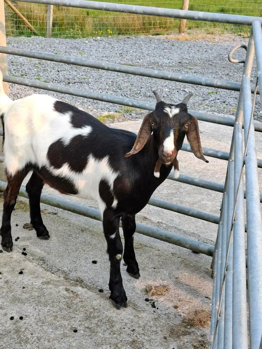 Goats - Image 4