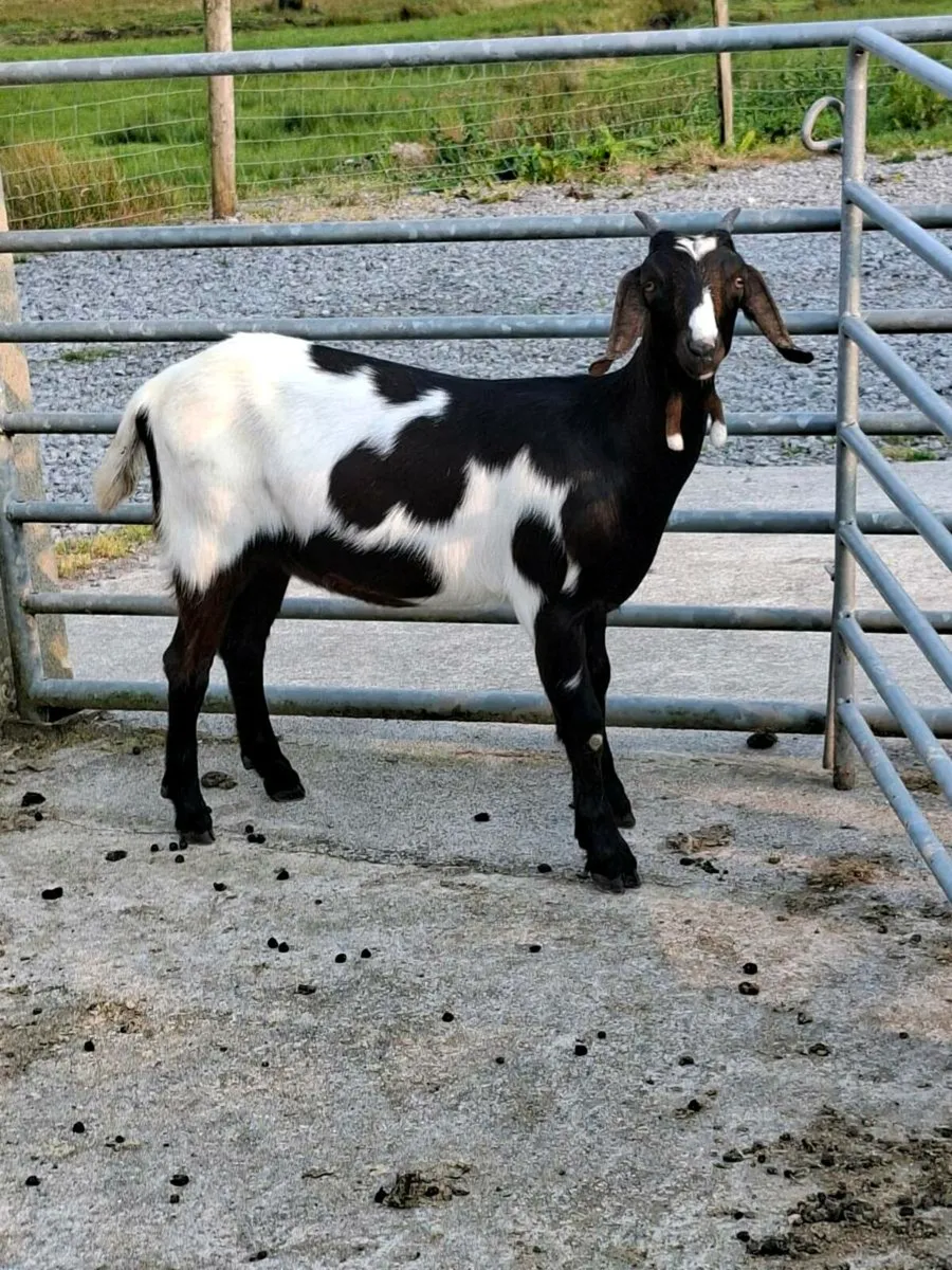 Goats - Image 1