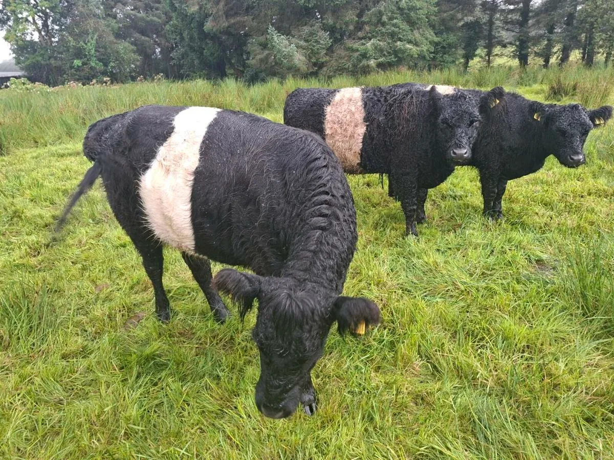 3 Belted galloway heifers - Image 1