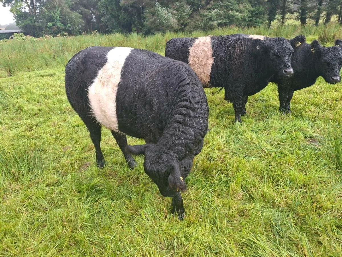 3 Belted galloway heifers - Image 2