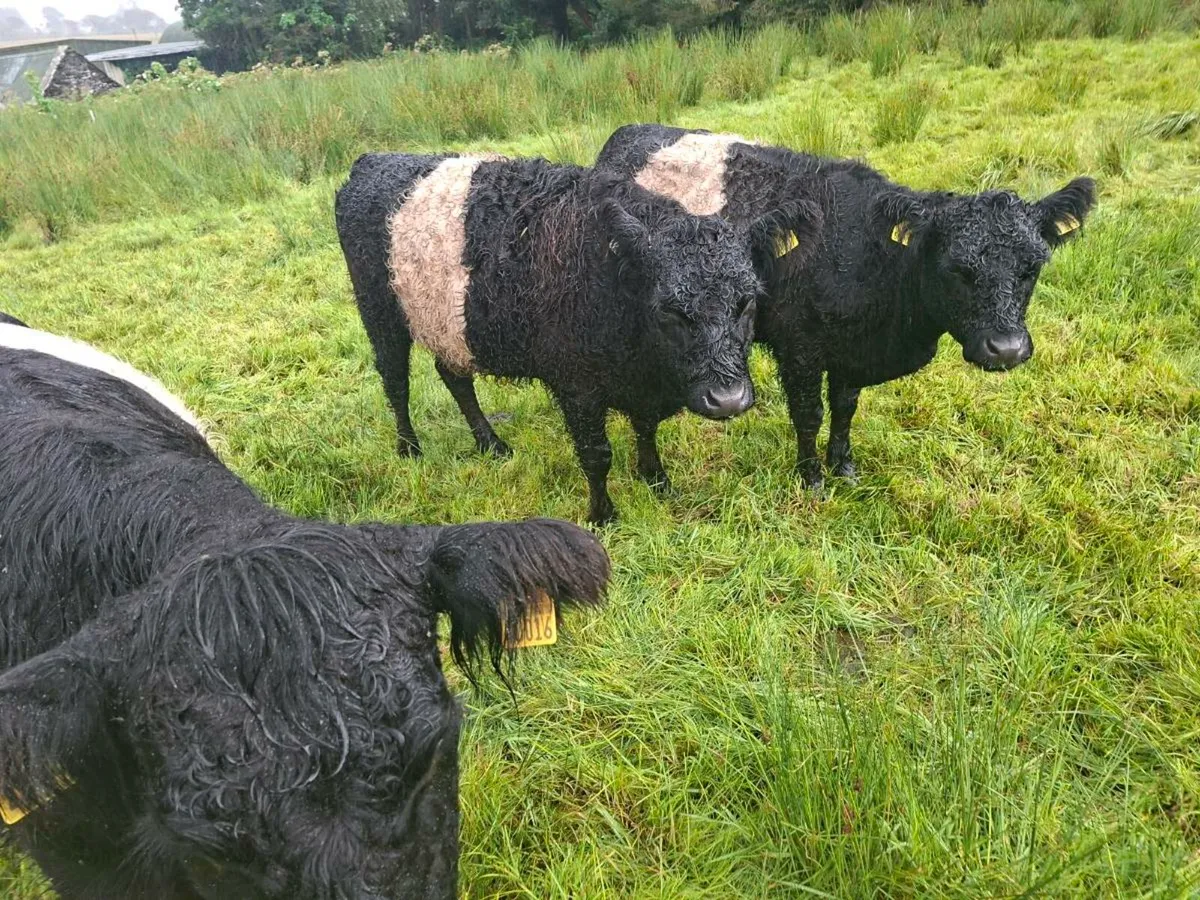 3 Belted galloway heifers - Image 3