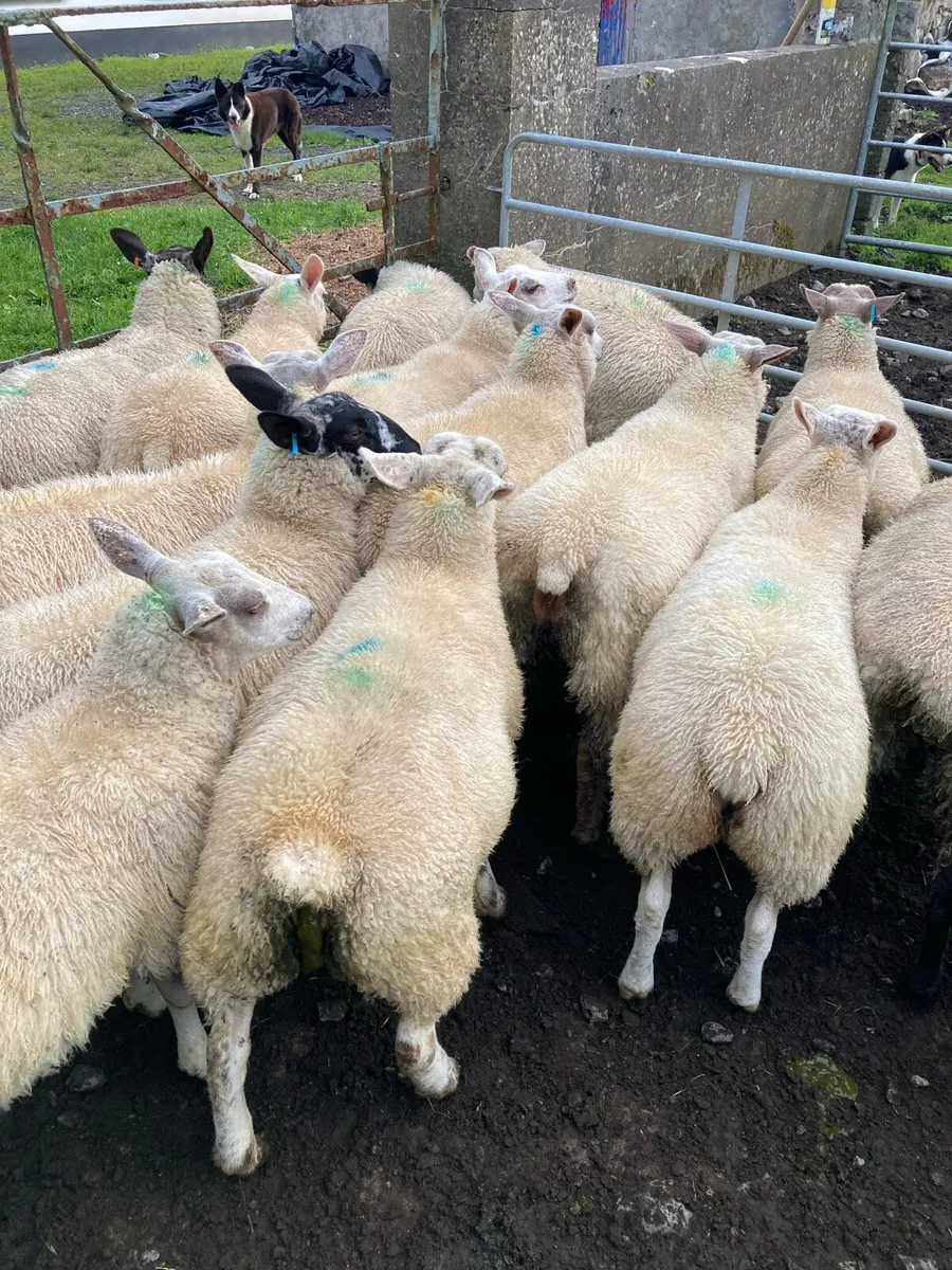 Ewe lambs - Image 2