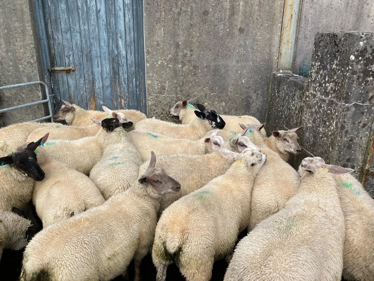 Ewe lambs - Image 3