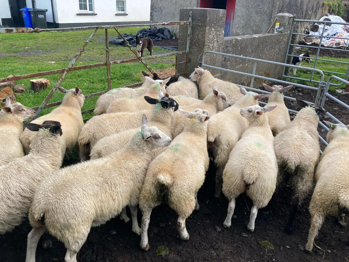 Ewe lambs - Image 4