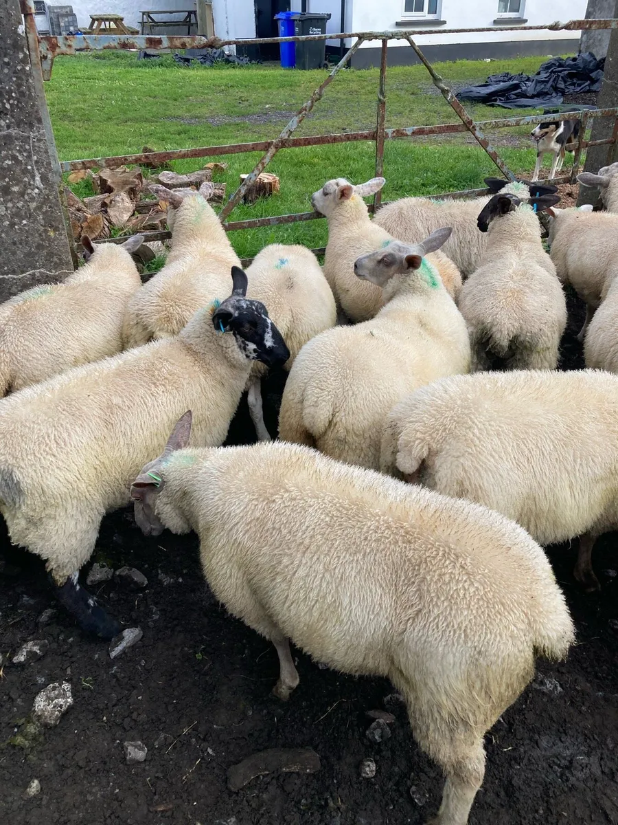 Ewe lambs - Image 1