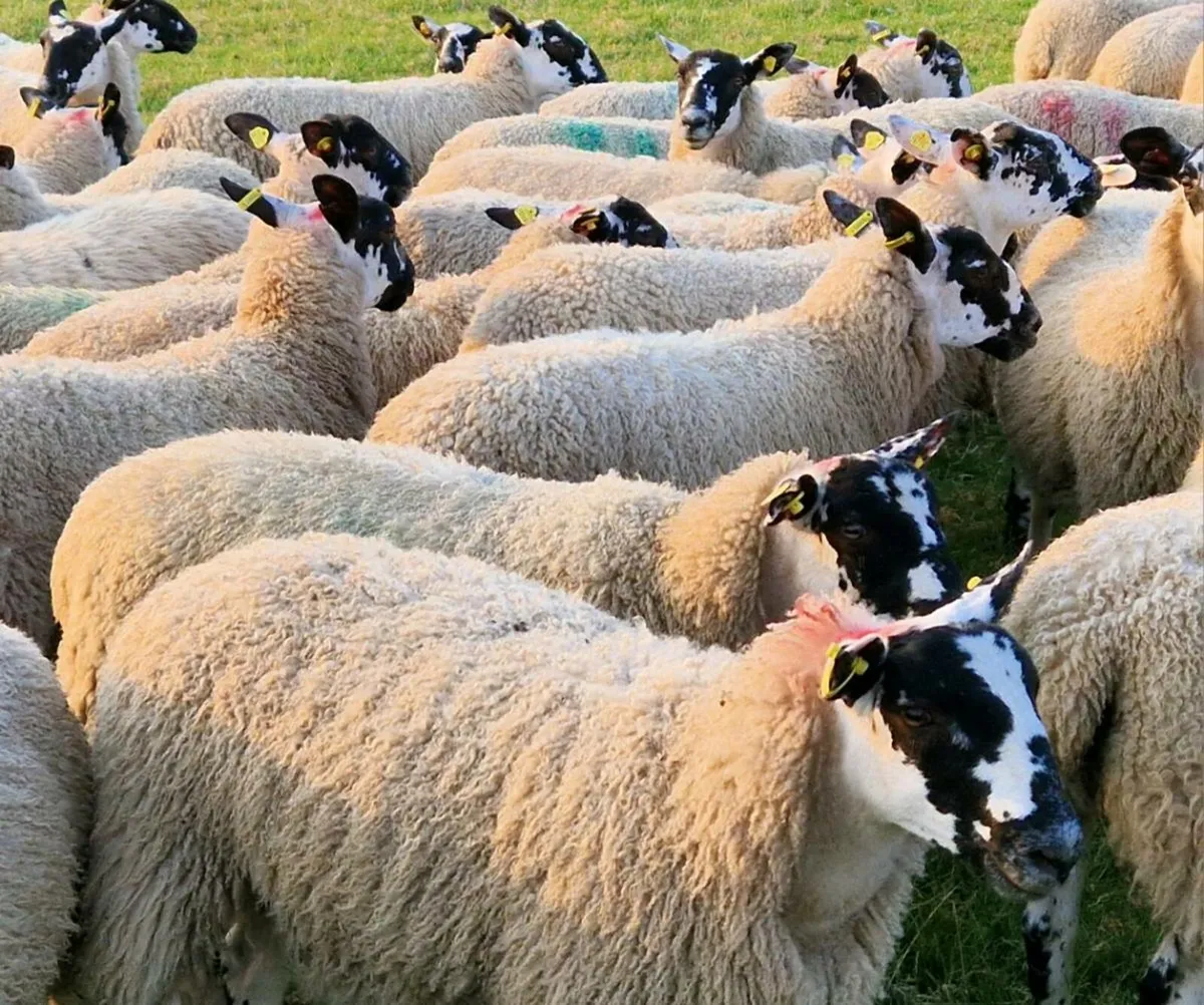 Super Mule Ewe Lambs - Image 1