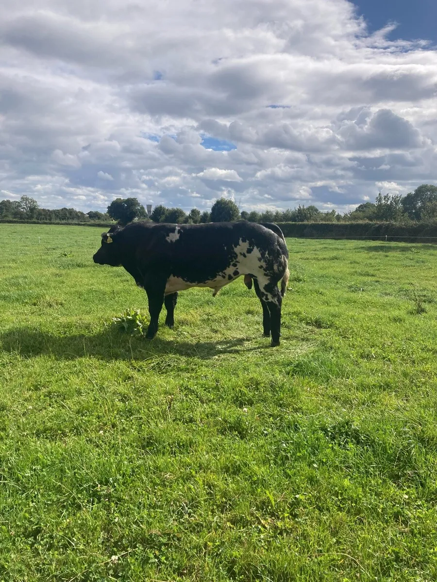 LM Bull - Image 1