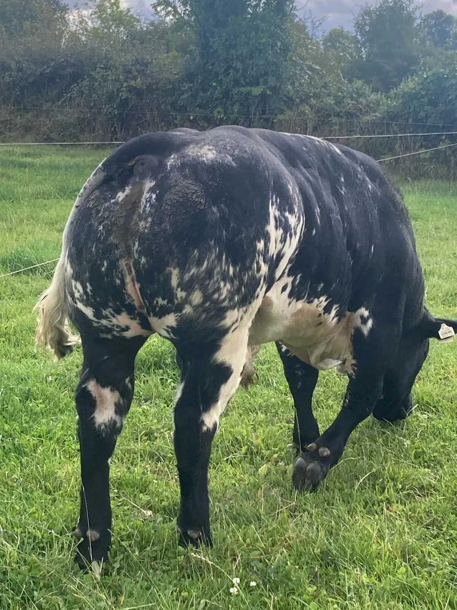 LM Bull - Image 2
