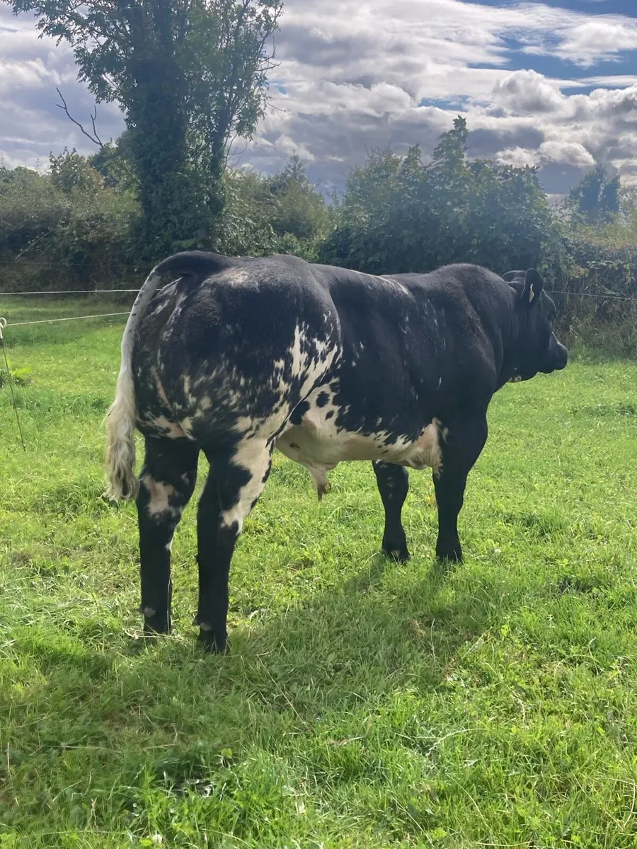 LM Bull - Image 3