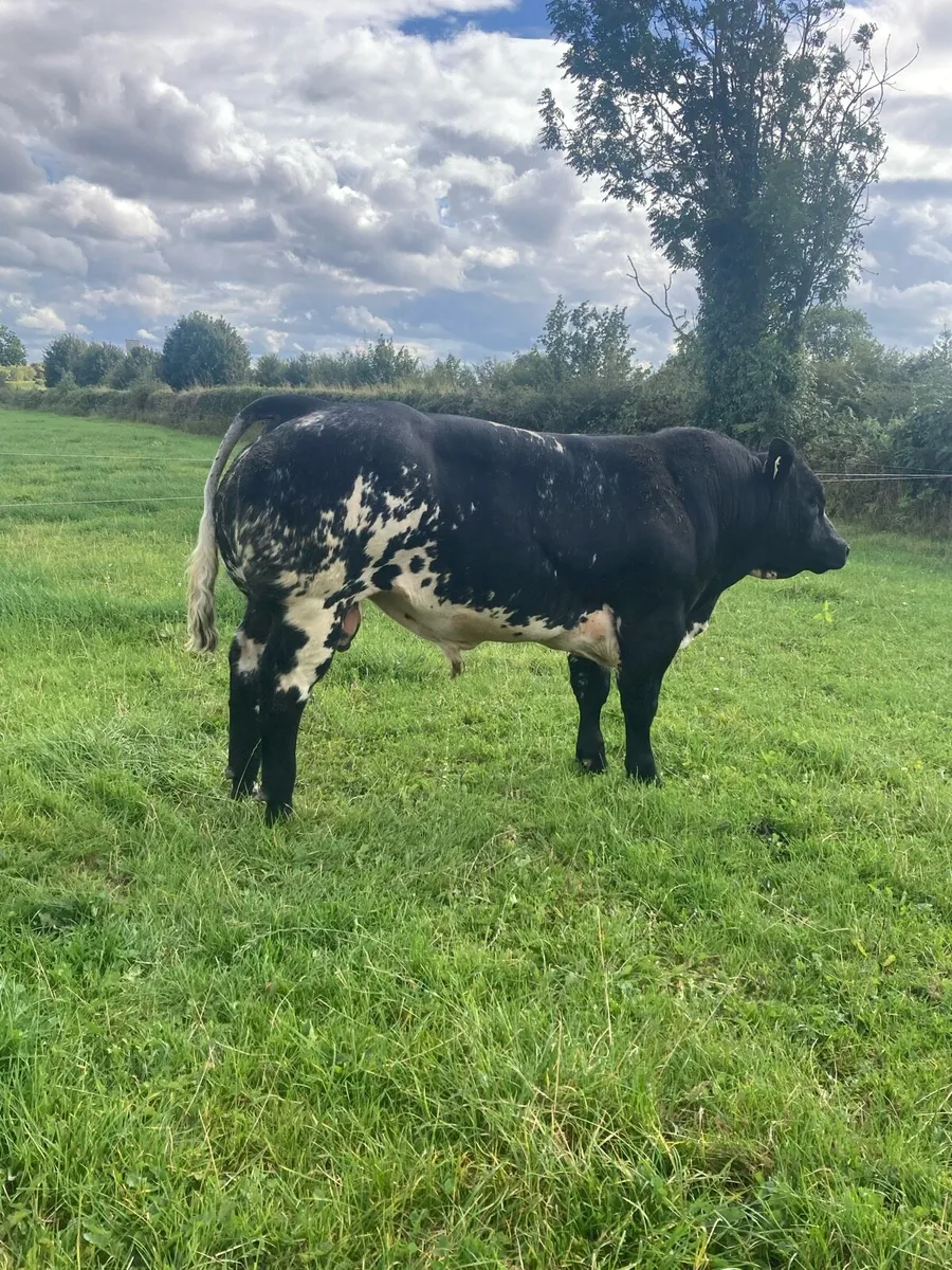 LM Bull - Image 4