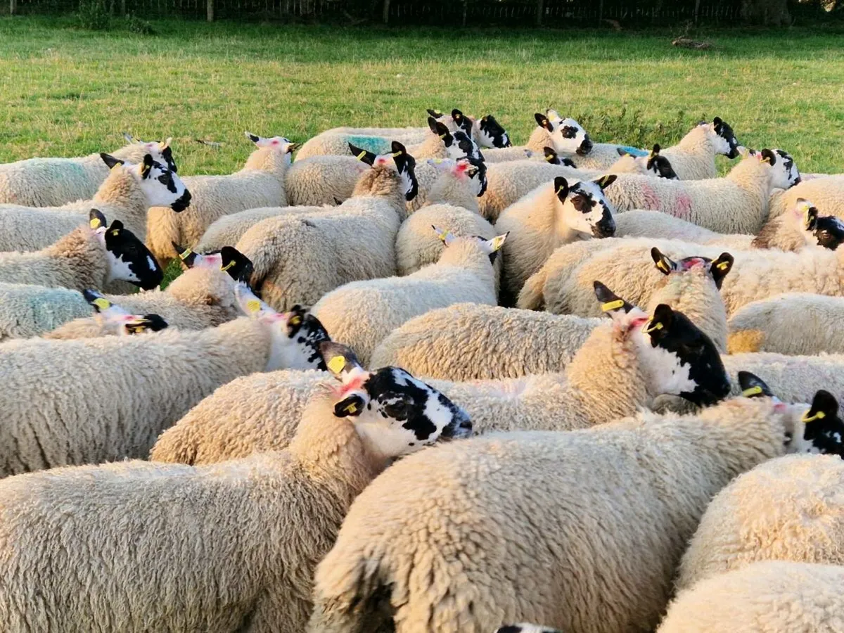 Super Mule Ewe Lambs - Image 2
