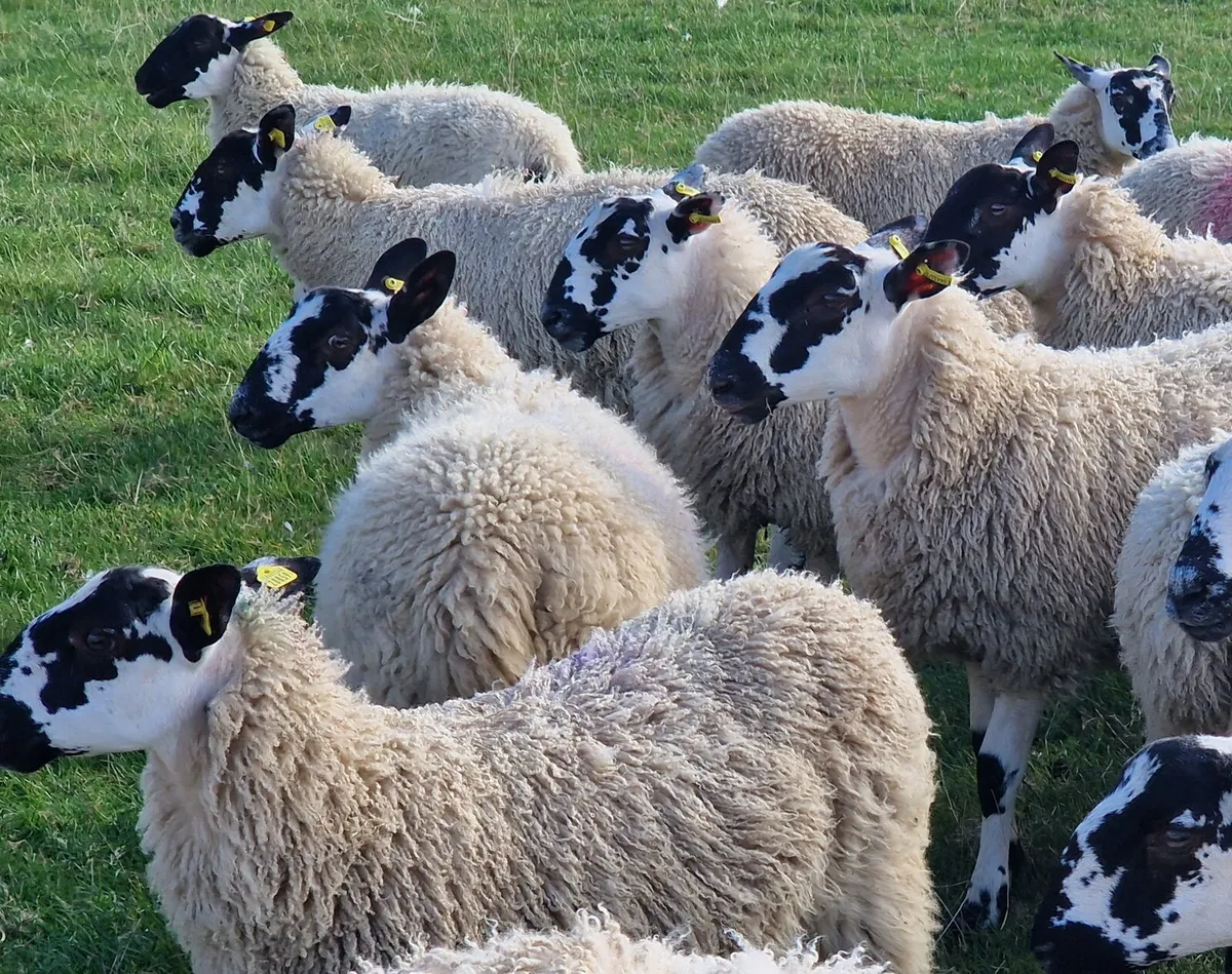 Super Mule Ewe Lambs - Image 3
