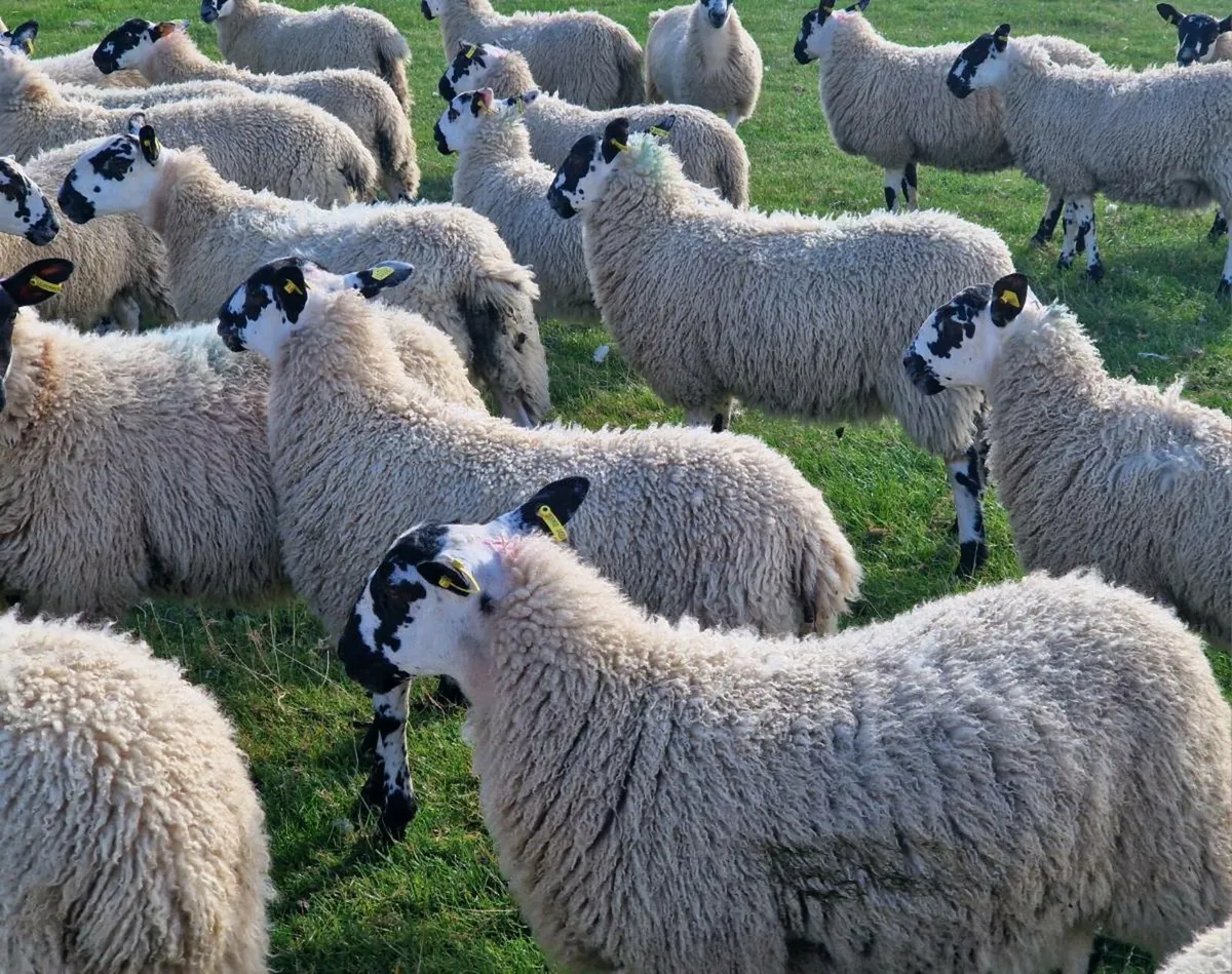 Super Mule Ewe Lambs - Image 4