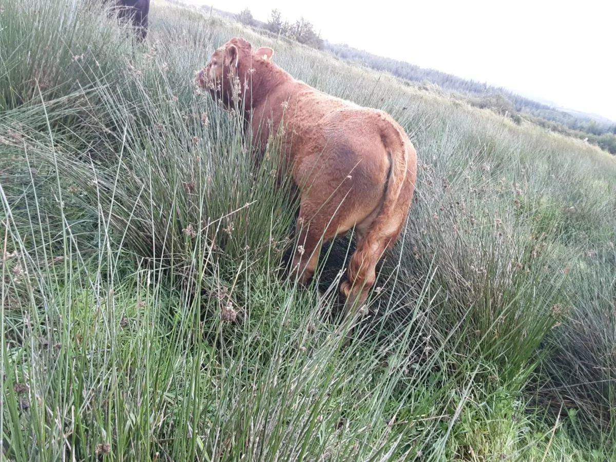 12 full symbol weanlings for sale - Image 2