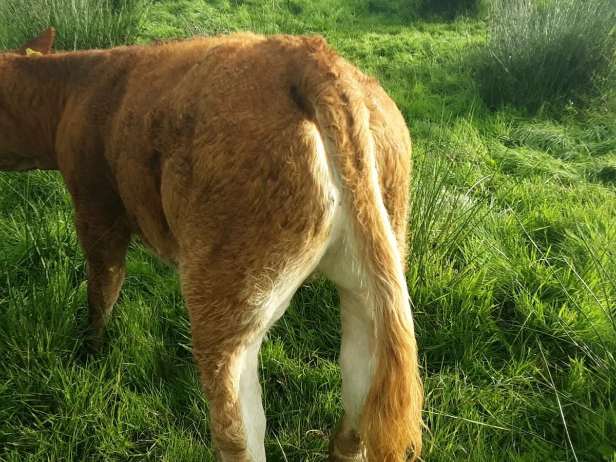 12 full symbol weanlings for sale - Image 3
