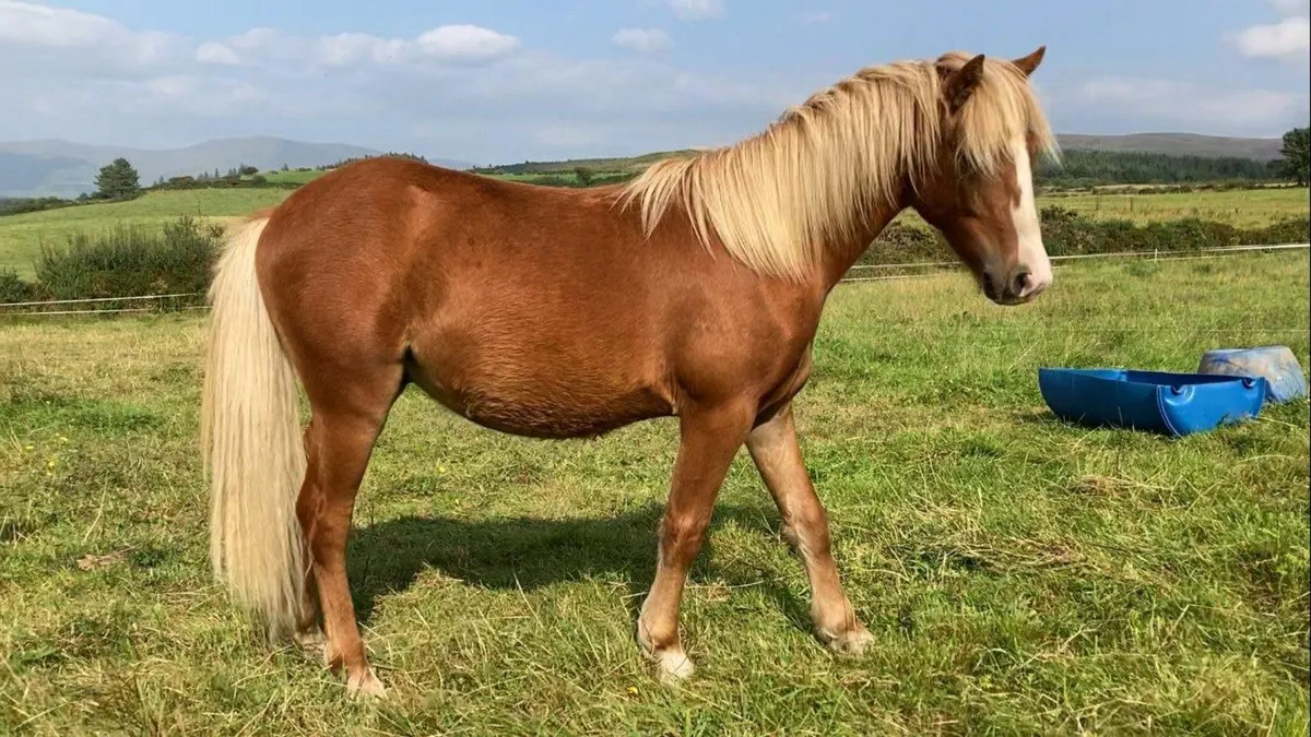 kerry bog pony stallion for next year - Image 1
