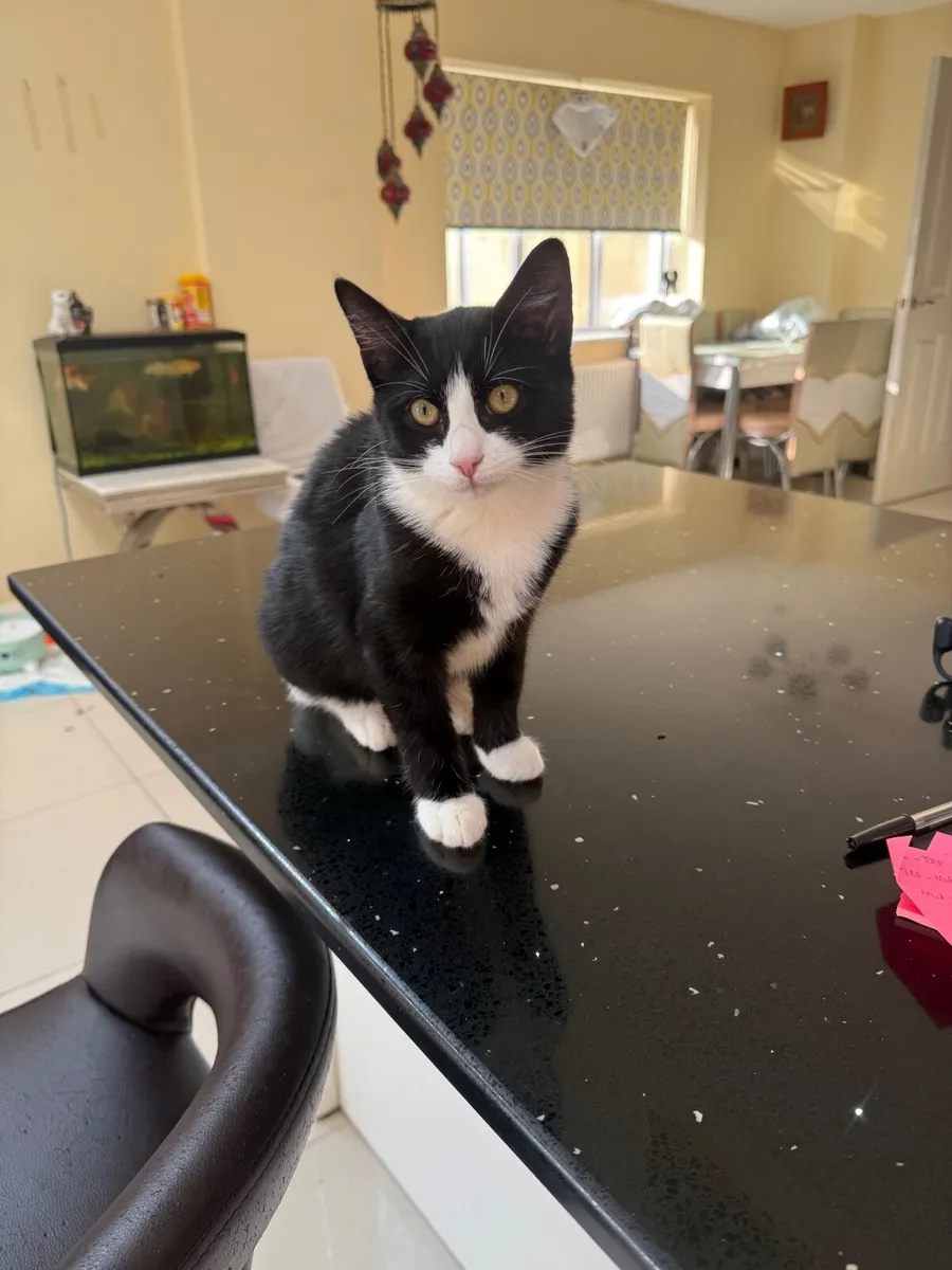 Adopt Two Adorable Cats - Image 1