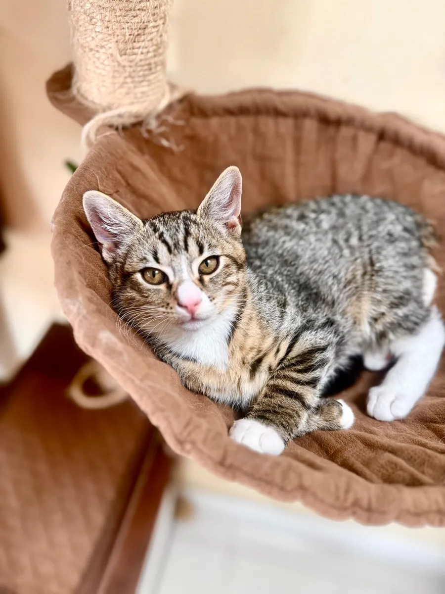 Adopt Two Adorable Cats - Image 2