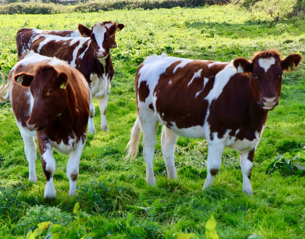 Short horn heifers. - Image 1