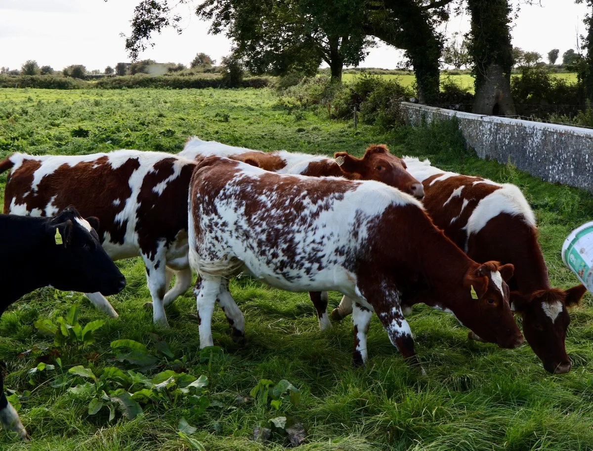 Short horn heifers. - Image 3
