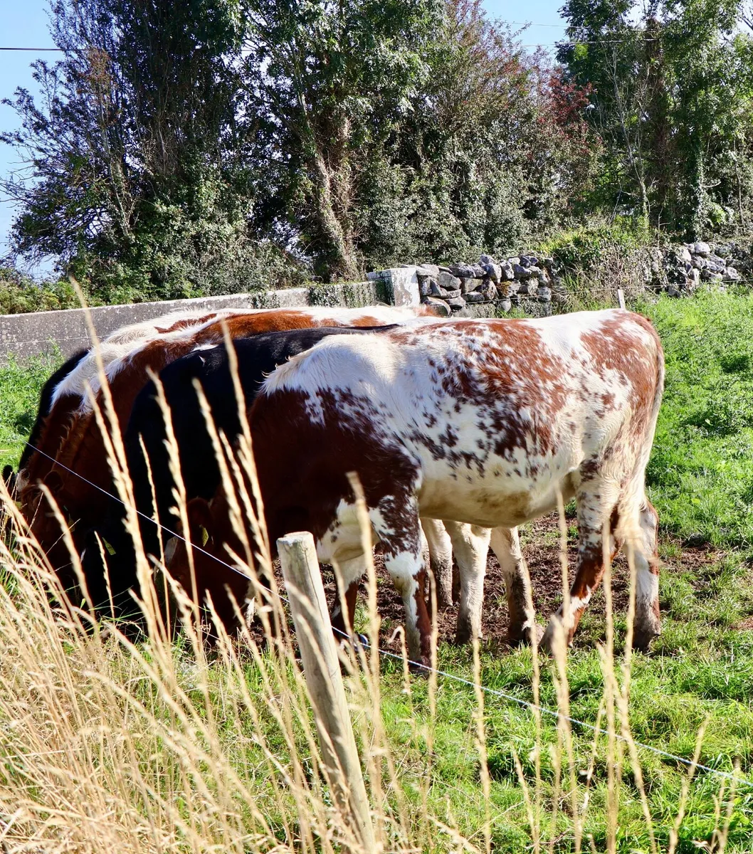 Short horn heifers. - Image 4