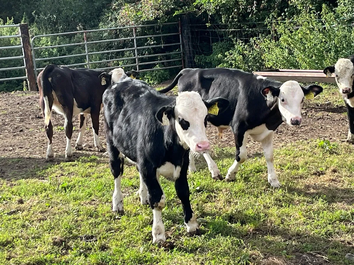 SUPER HEX BULL WEANLINGS - Image 1